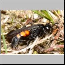 Anoplius viaticus - Wegwespe 40 12mm - Sandgrube Niedringhaussee.jpg